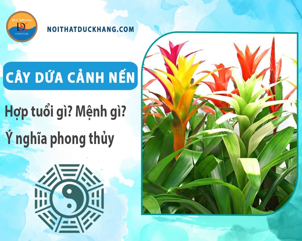 Cây dứa cảnh nến hợp tuổi gì? Mệnh gì? Ý nghĩa phong thủy?