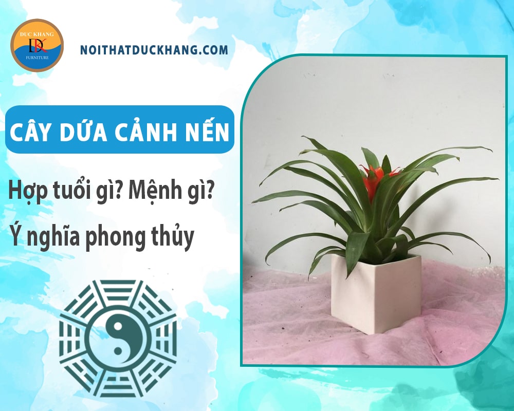 Cây dứa cảnh nến hợp tuổi gì? Mệnh gì? Ý nghĩa phong thủy?