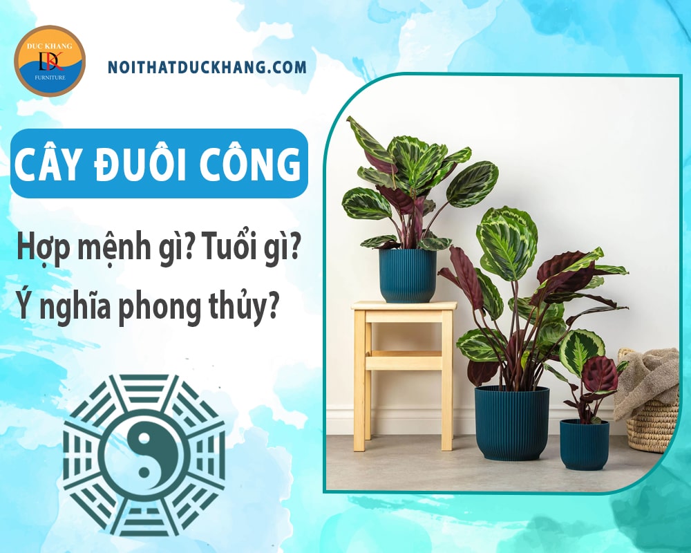 Cây đuôi công hợp mệnh gì? Tuổi gì? Ý nghĩa phong thủy?