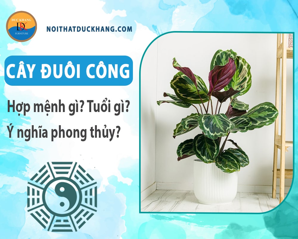 Cây đuôi công hợp mệnh gì? Tuổi gì? Ý nghĩa phong thủy?