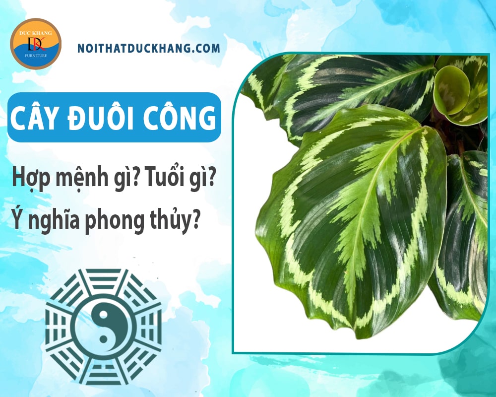 Cây đuôi công hợp mệnh gì? Tuổi gì? Ý nghĩa phong thủy?