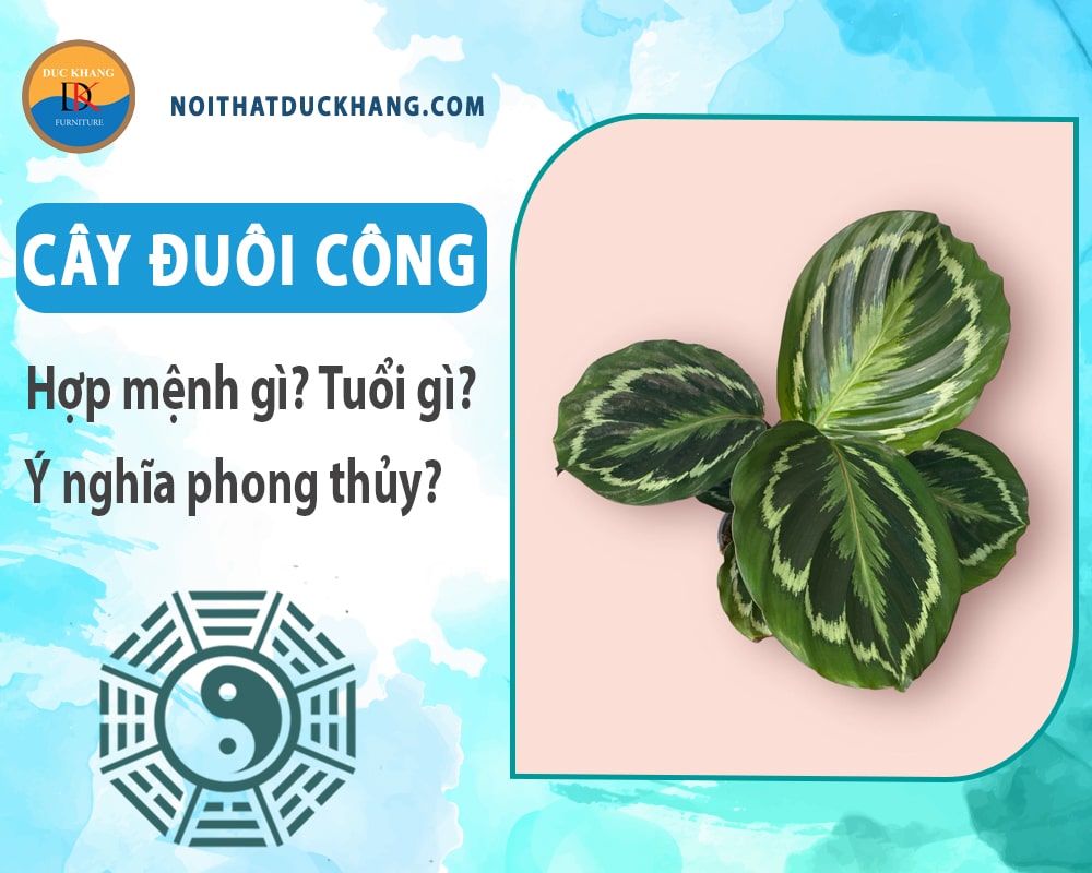 Cây đuôi công hợp mệnh gì? Tuổi gì? Ý nghĩa phong thủy?