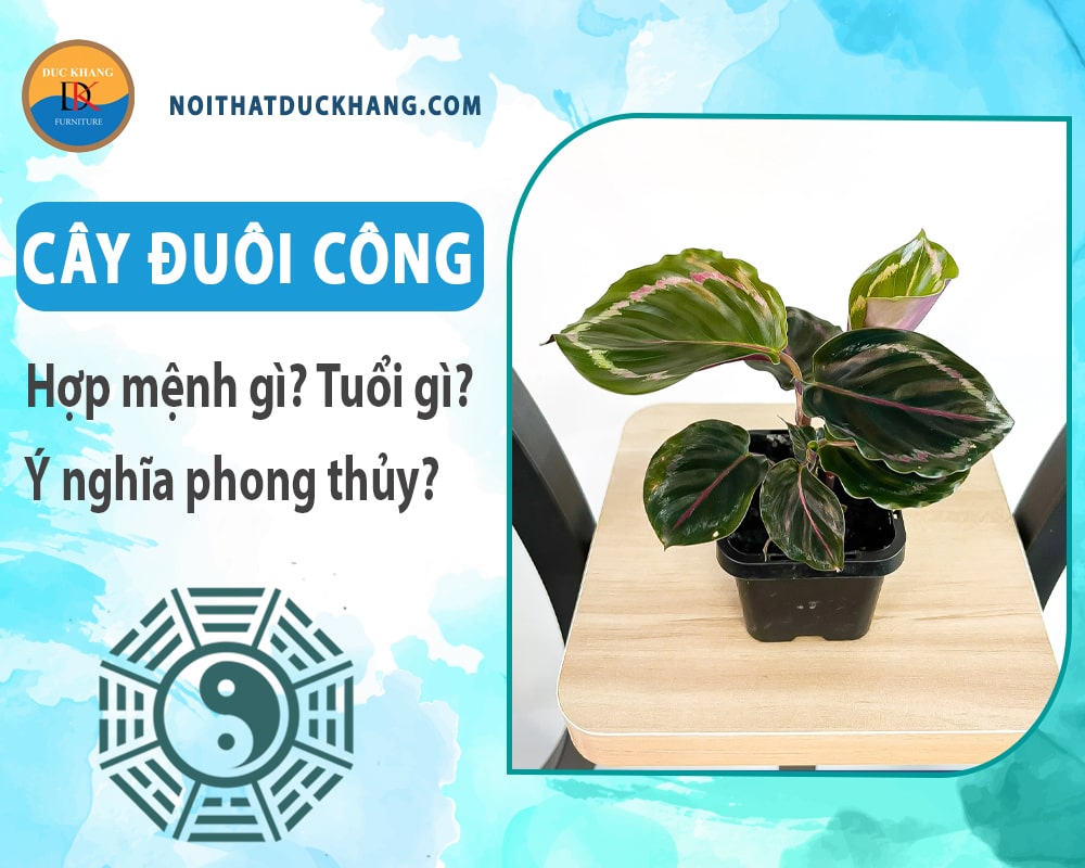 Cây đuôi công hợp mệnh gì? Tuổi gì? Ý nghĩa phong thủy?