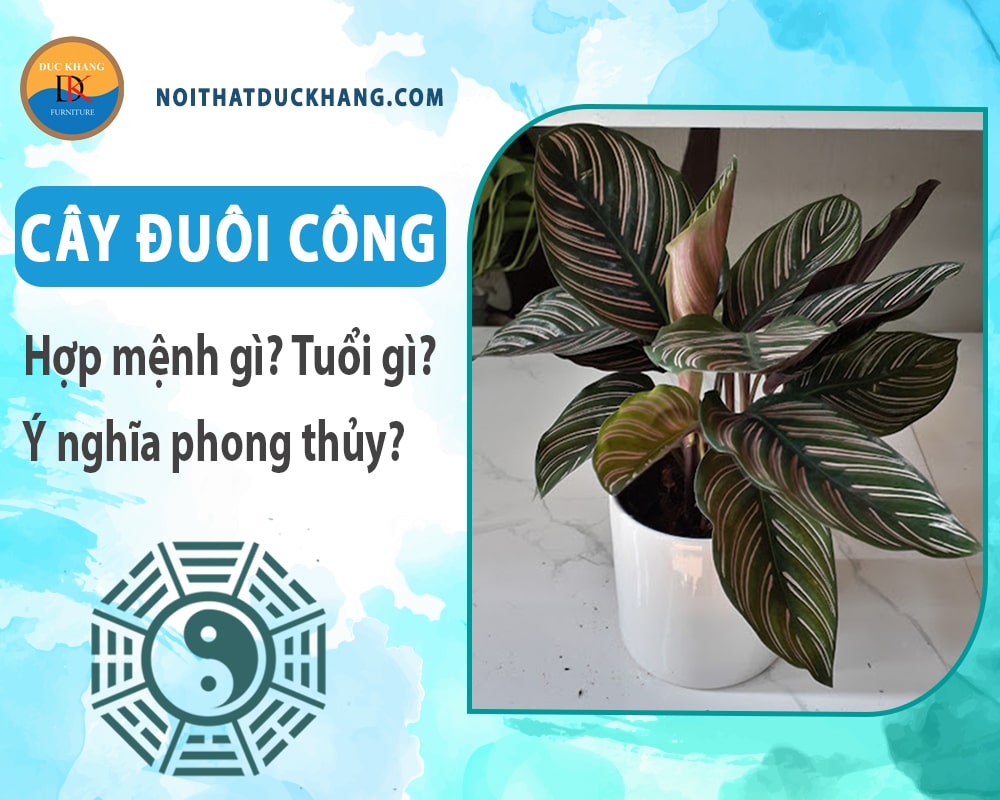 Cây đuôi công hợp mệnh gì? Tuổi gì? Ý nghĩa phong thủy?