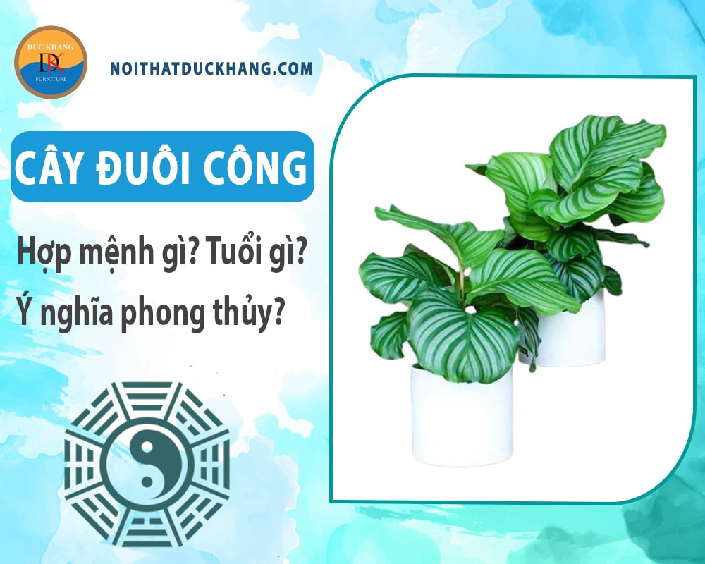 Cây đuôi công hợp mệnh gì? Tuổi gì? Ý nghĩa phong thủy?