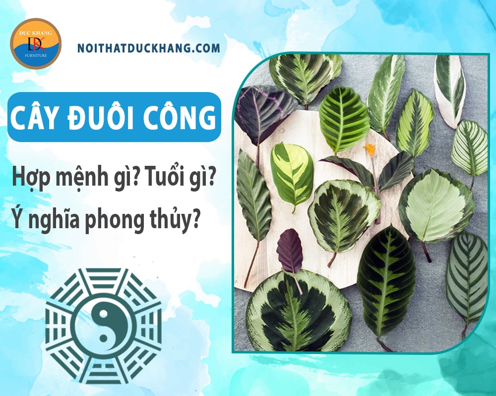 Cây đuôi công hợp mệnh gì? Tuổi gì? Ý nghĩa phong thủy?