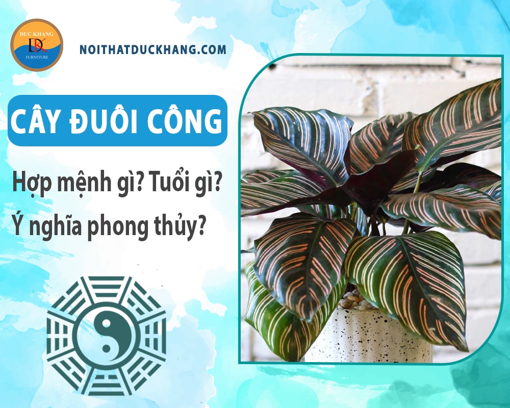 Cây đuôi công hợp mệnh gì? Tuổi gì? Ý nghĩa phong thủy?