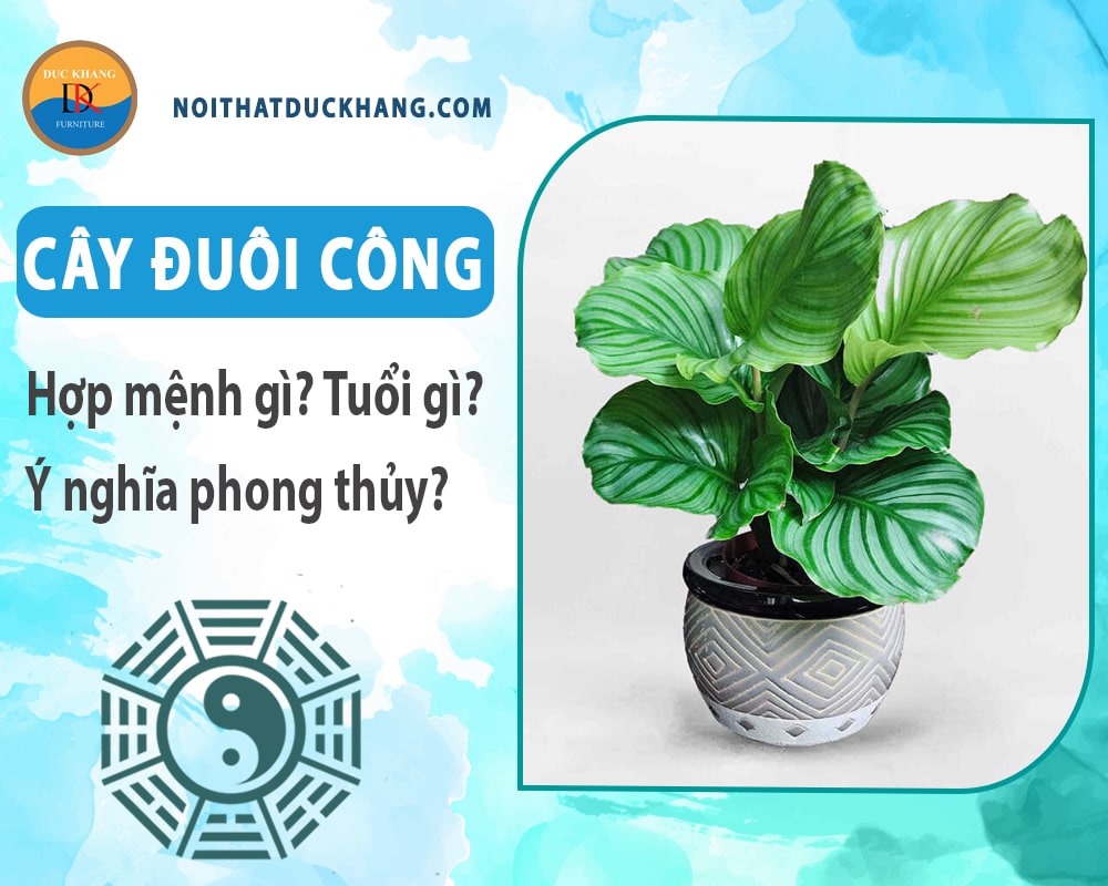 Cây đuôi công hợp mệnh gì? Tuổi gì? Ý nghĩa phong thủy?