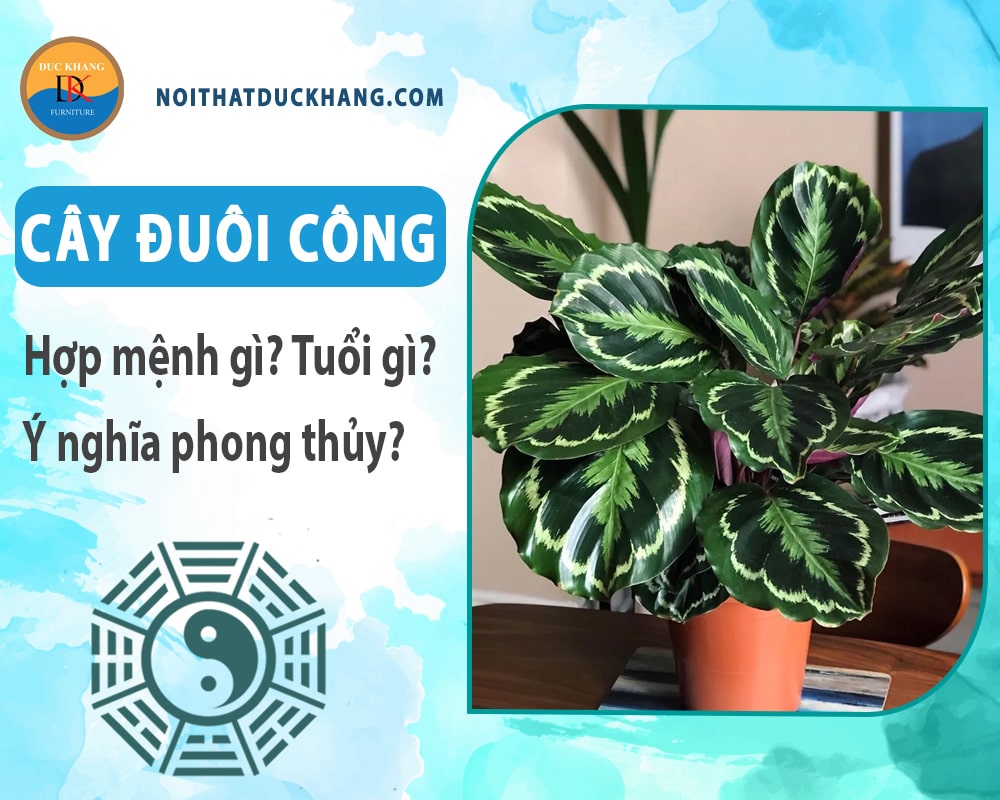 Cây đuôi công hợp mệnh gì? Tuổi gì? Ý nghĩa phong thủy?