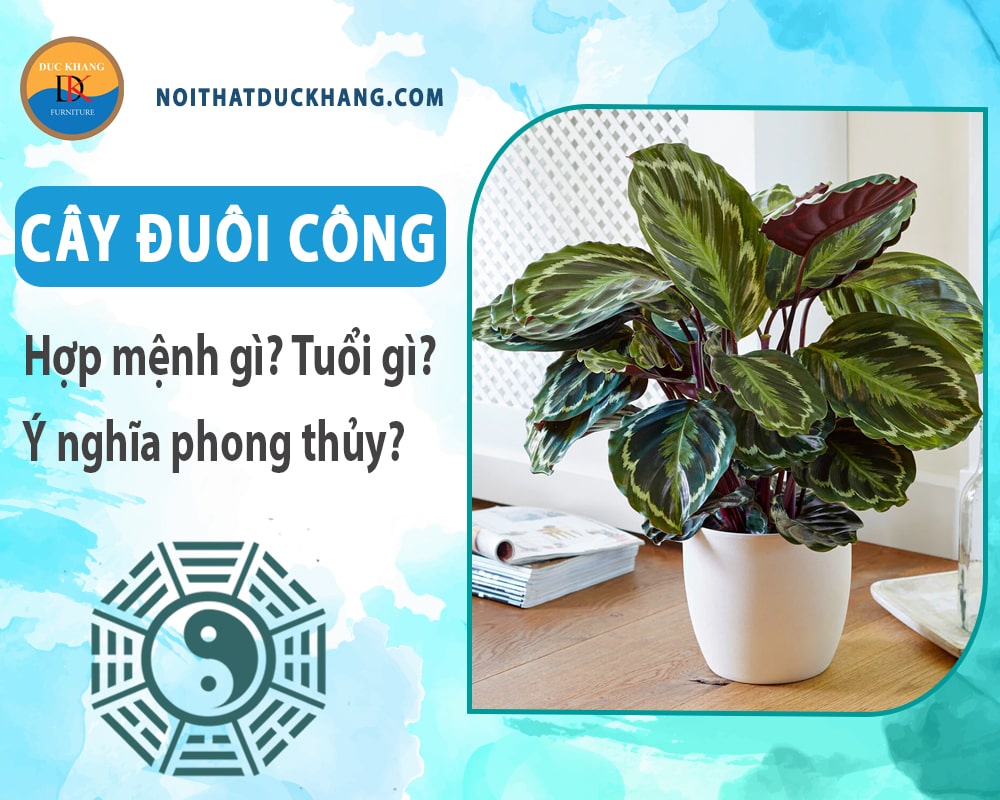 Cây đuôi công hợp mệnh gì? Tuổi gì? Ý nghĩa phong thủy?