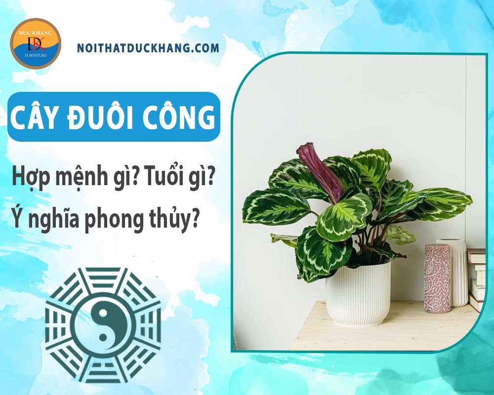 Cây đuôi công hợp mệnh gì? Tuổi gì? Ý nghĩa phong thủy?