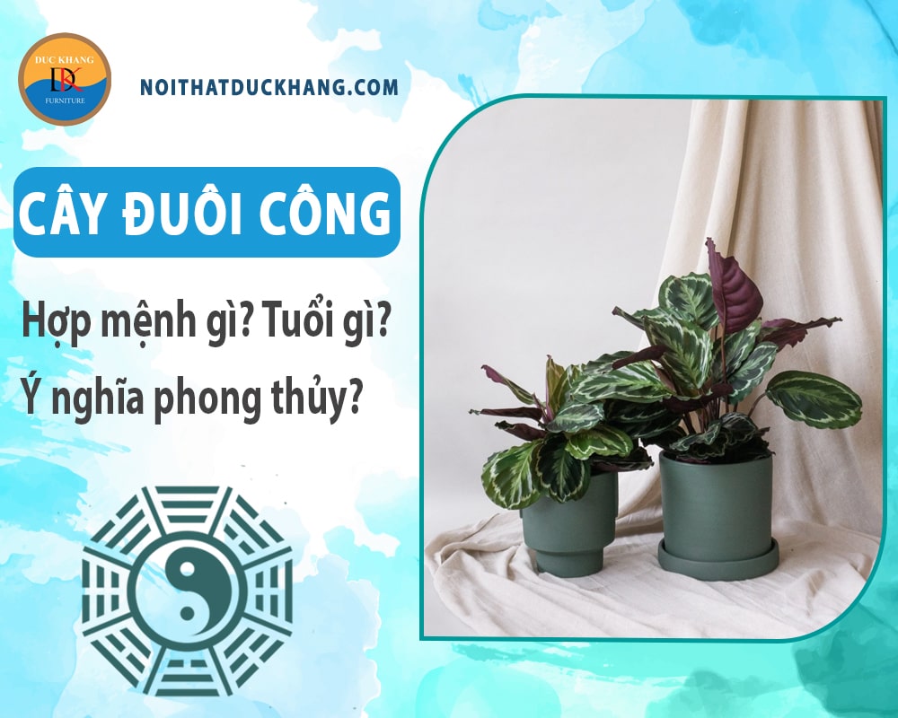 Cây đuôi công hợp mệnh gì? Tuổi gì? Ý nghĩa phong thủy?