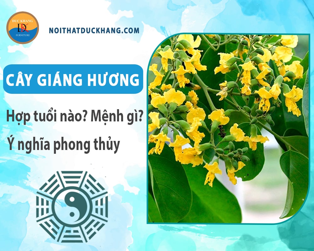 Cây giáng hương hợp tuổi nào? Mệnh gì? Ý nghĩa phong thủy?