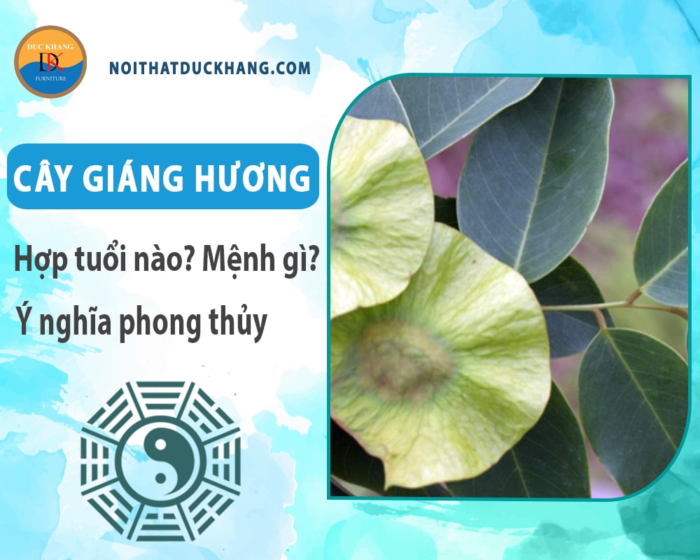 Cây giáng hương hợp tuổi nào? Mệnh gì? Ý nghĩa phong thủy?