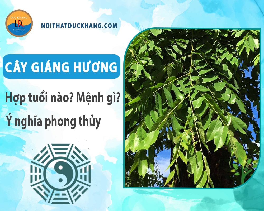 Cây giáng hương hợp tuổi nào? Mệnh gì? Ý nghĩa phong thủy?