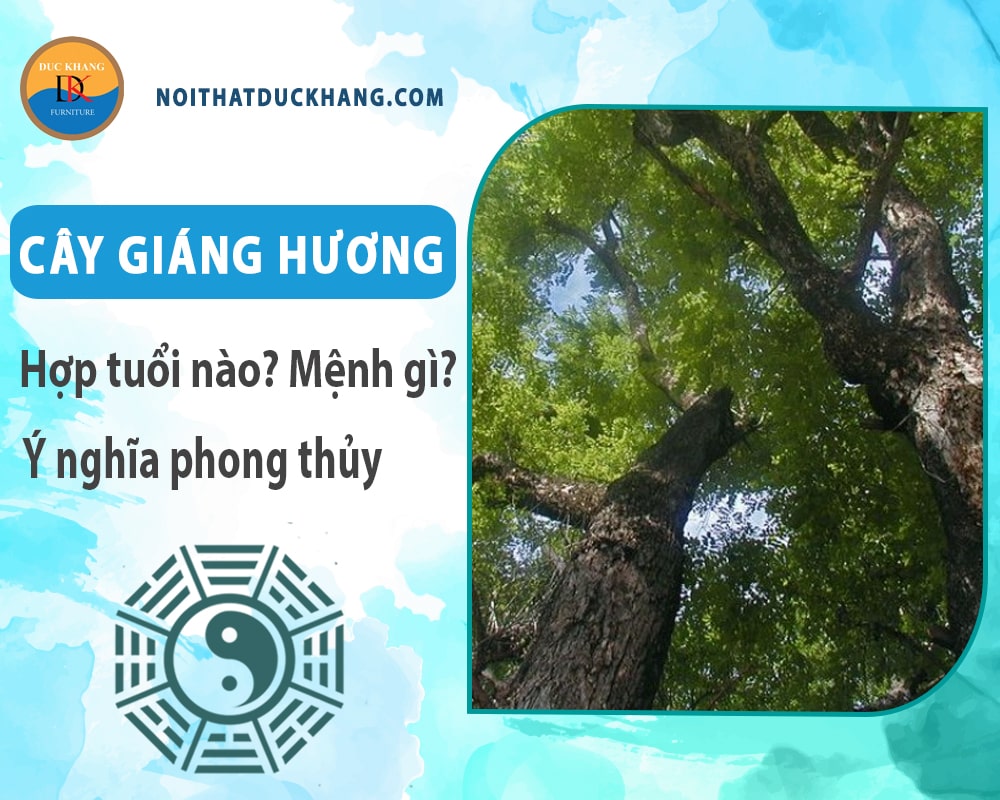 Cây giáng hương hợp tuổi nào? Mệnh gì? Ý nghĩa phong thủy?