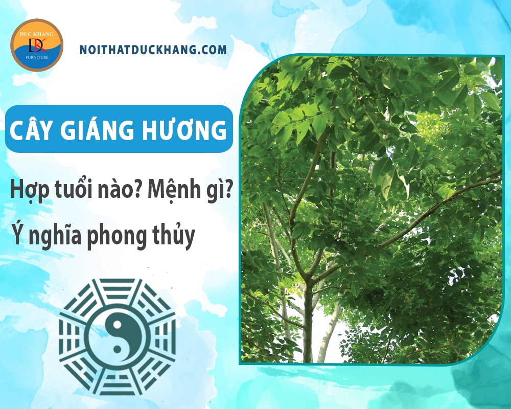 Cây giáng hương hợp tuổi nào? Mệnh gì? Ý nghĩa phong thủy?