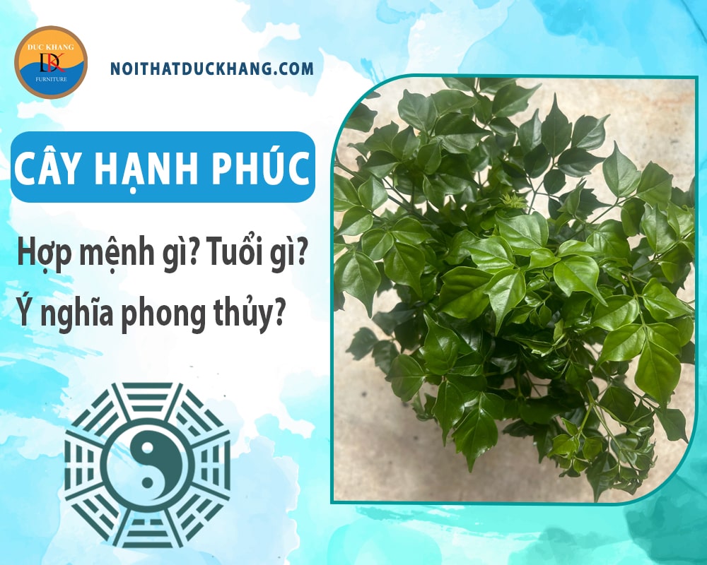 Cây hạnh phúc hợp mệnh gì? Tuổi gì? Ý nghĩa phong thủy?