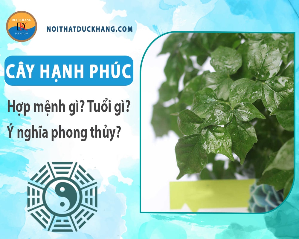 Cây hạnh phúc hợp mệnh gì? Tuổi gì? Ý nghĩa phong thủy?