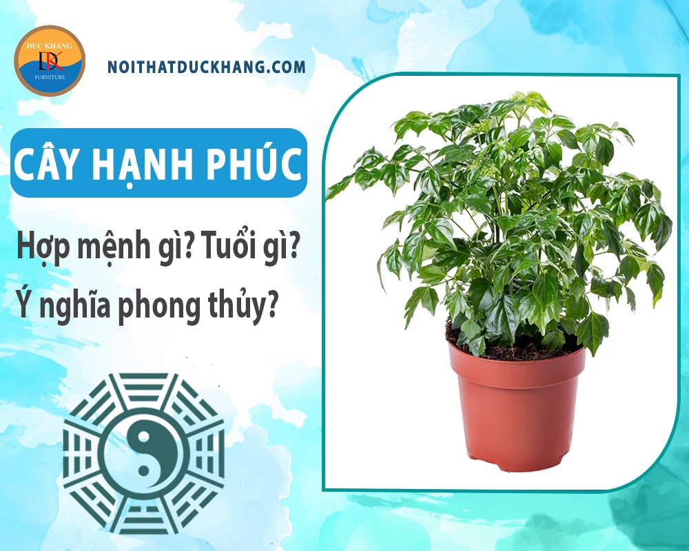 Cây hạnh phúc hợp mệnh gì? Tuổi gì? Ý nghĩa phong thủy?