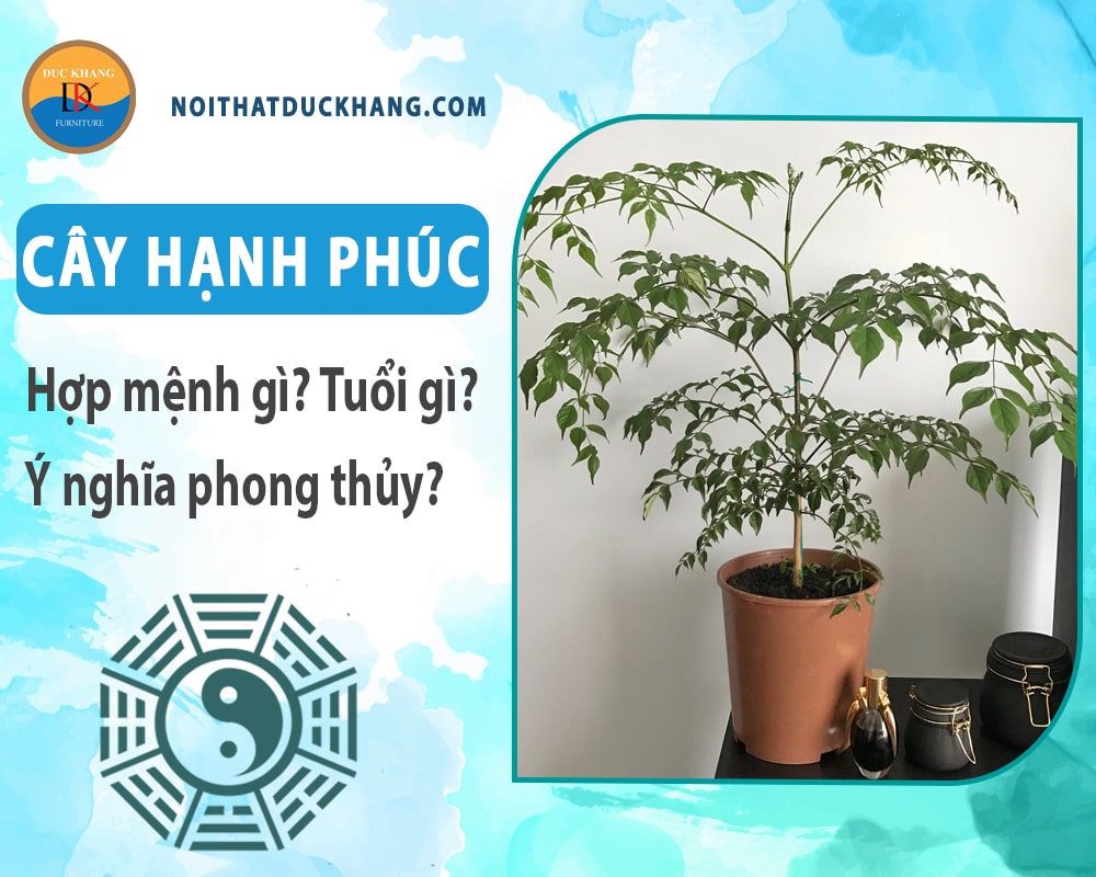 Cây hạnh phúc hợp mệnh gì? Tuổi gì? Ý nghĩa phong thủy?