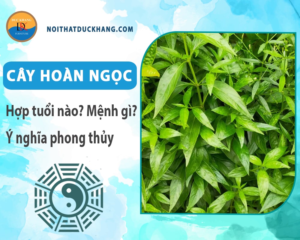 Cây hoàn ngọc hợp tuổi nào? Mệnh gì? Ý nghĩa phong thủy?