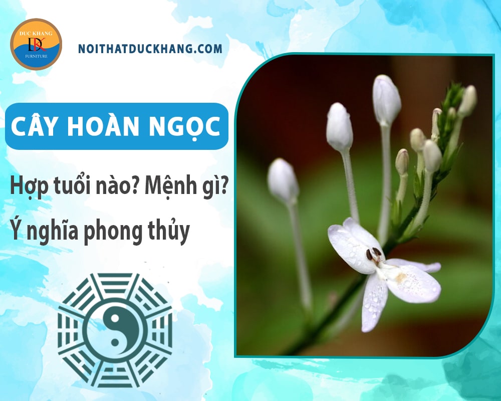 Cây hoàn ngọc hợp tuổi nào? Mệnh gì? Ý nghĩa phong thủy?