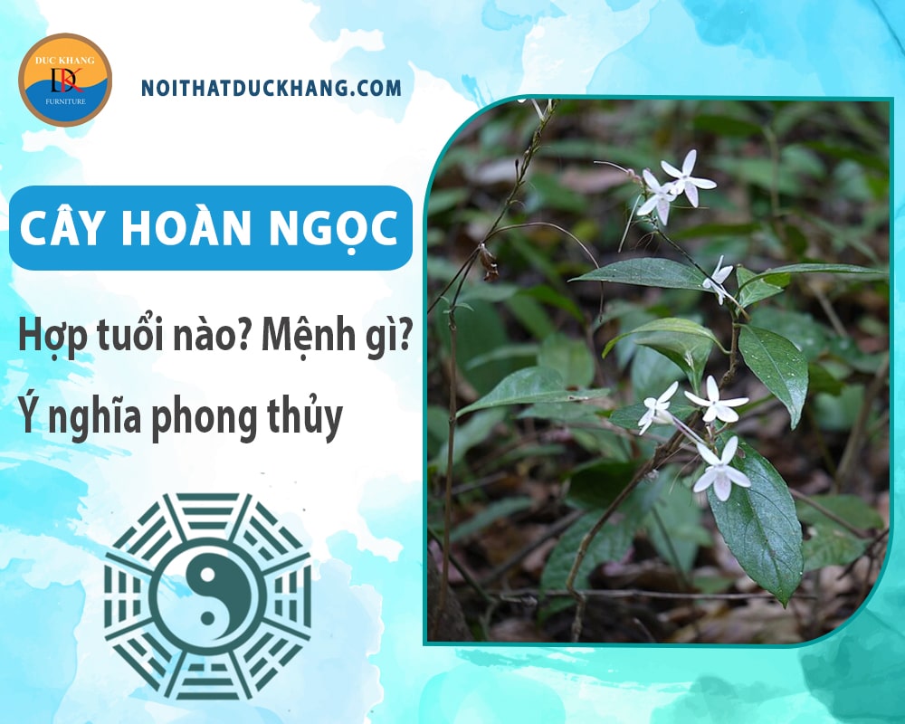 Cây hoàn ngọc hợp tuổi nào? Mệnh gì? Ý nghĩa phong thủy?