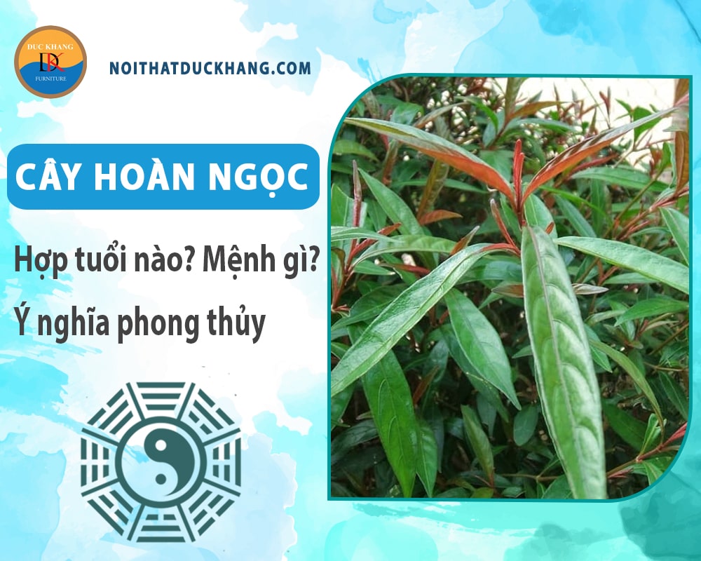 Cây hoàn ngọc hợp tuổi nào? Mệnh gì? Ý nghĩa phong thủy?