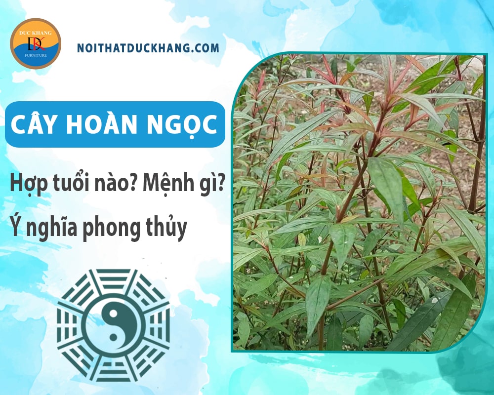 Cây hoàn ngọc hợp tuổi nào? Mệnh gì? Ý nghĩa phong thủy?