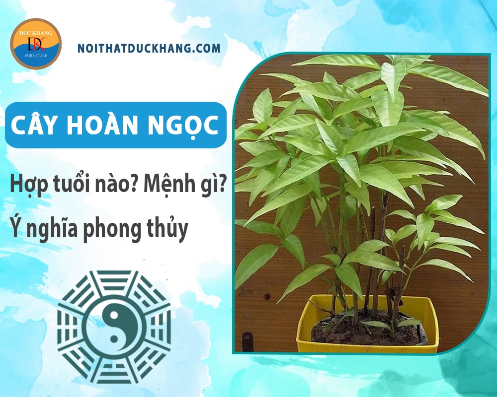 Cây hoàn ngọc hợp tuổi nào? Mệnh gì? Ý nghĩa phong thủy?