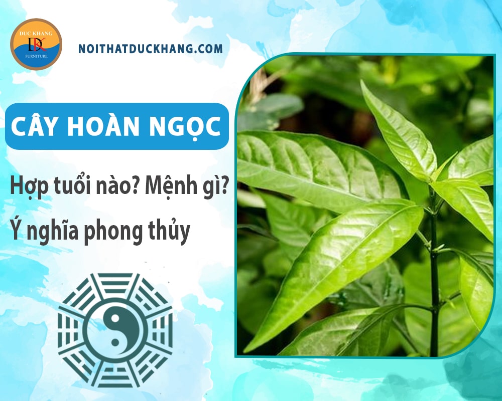 Cây hoàn ngọc hợp tuổi nào? Mệnh gì? Ý nghĩa phong thủy?