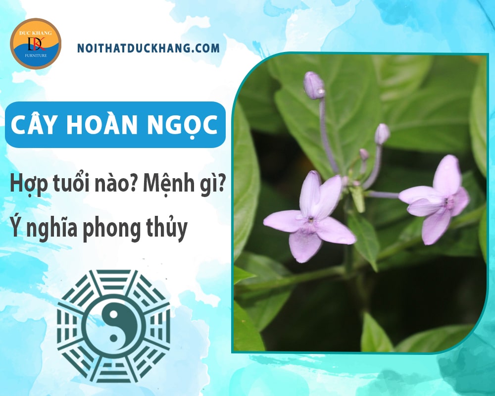 Cây hoàn ngọc hợp tuổi nào? Mệnh gì? Ý nghĩa phong thủy?