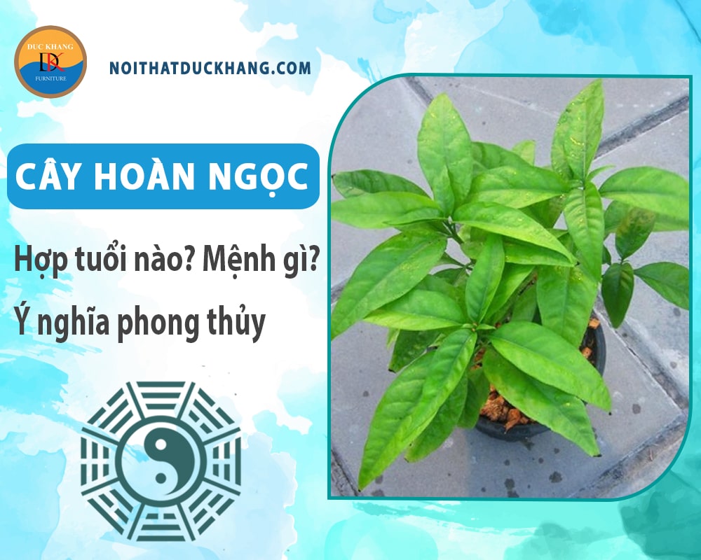 Cây hoàn ngọc hợp tuổi nào? Mệnh gì? Ý nghĩa phong thủy?