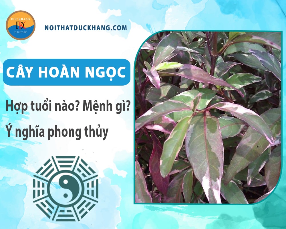 Cây hoàn ngọc hợp tuổi nào? Mệnh gì? Ý nghĩa phong thủy?