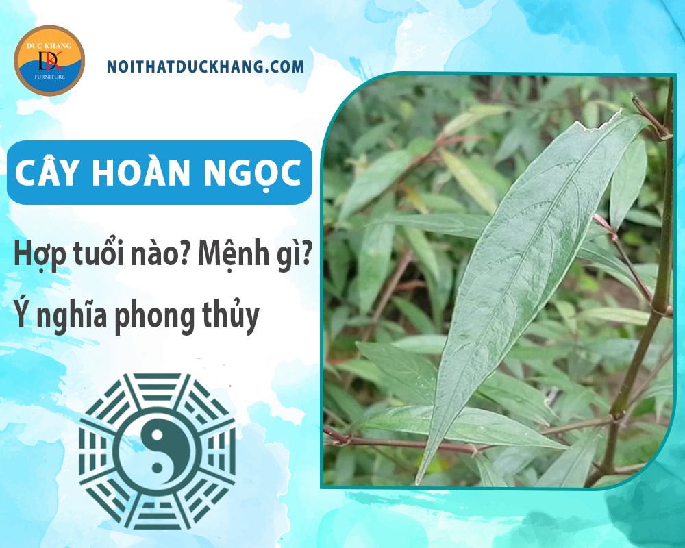 Cây hoàn ngọc hợp tuổi nào? Mệnh gì? Ý nghĩa phong thủy?