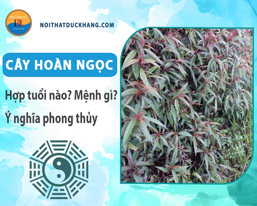 Cây hoàn ngọc hợp tuổi nào? Mệnh gì? Ý nghĩa phong thủy?