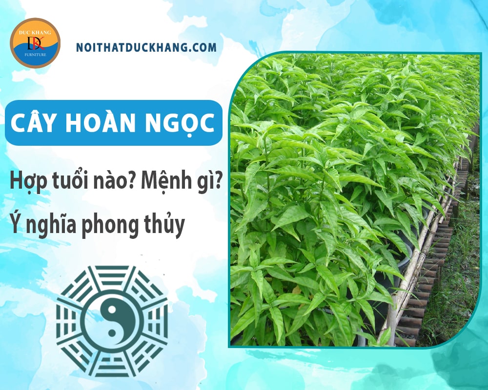 Cây hoàn ngọc hợp tuổi nào? Mệnh gì? Ý nghĩa phong thủy?