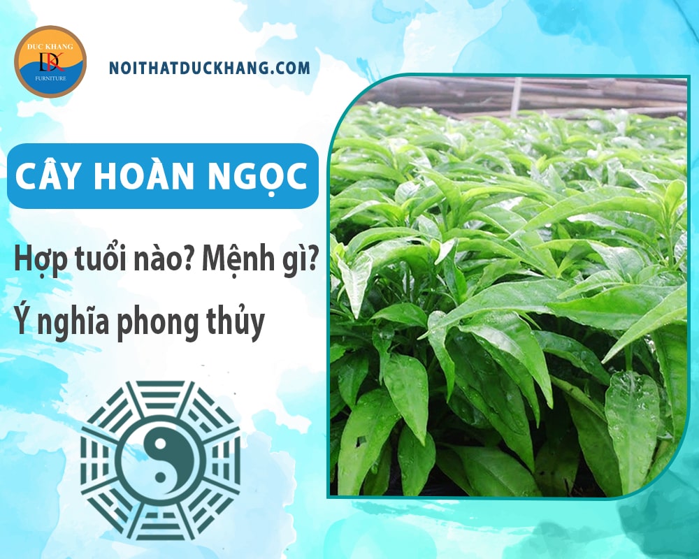 Cây hoàn ngọc hợp tuổi nào? Mệnh gì? Ý nghĩa phong thủy?