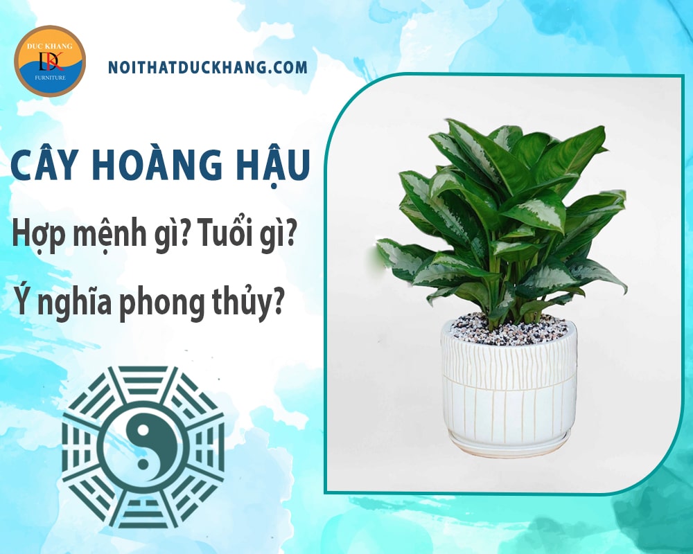 Cây hoàng hậu hợp mệnh gì? Tuổi gì? Ý nghĩa phong thủy?