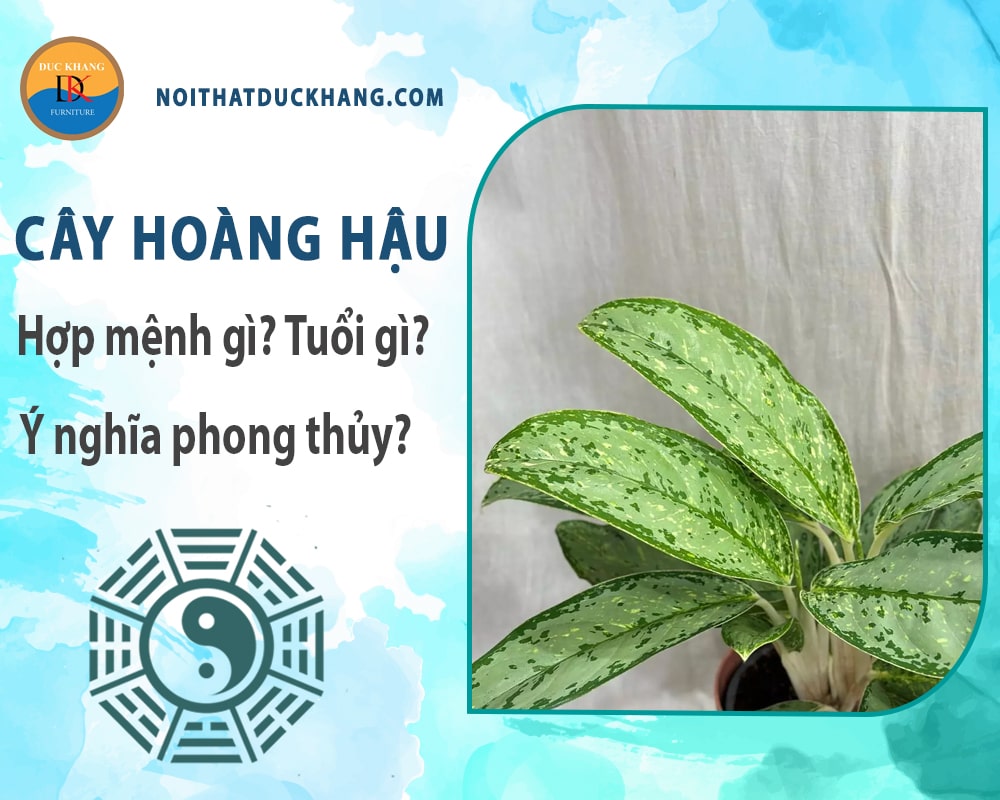 Cây hoàng hậu hợp mệnh gì? Tuổi gì? Ý nghĩa phong thủy?