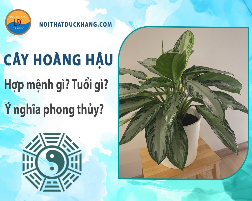 Cây hoàng hậu hợp mệnh gì? Tuổi gì? Ý nghĩa phong thủy?