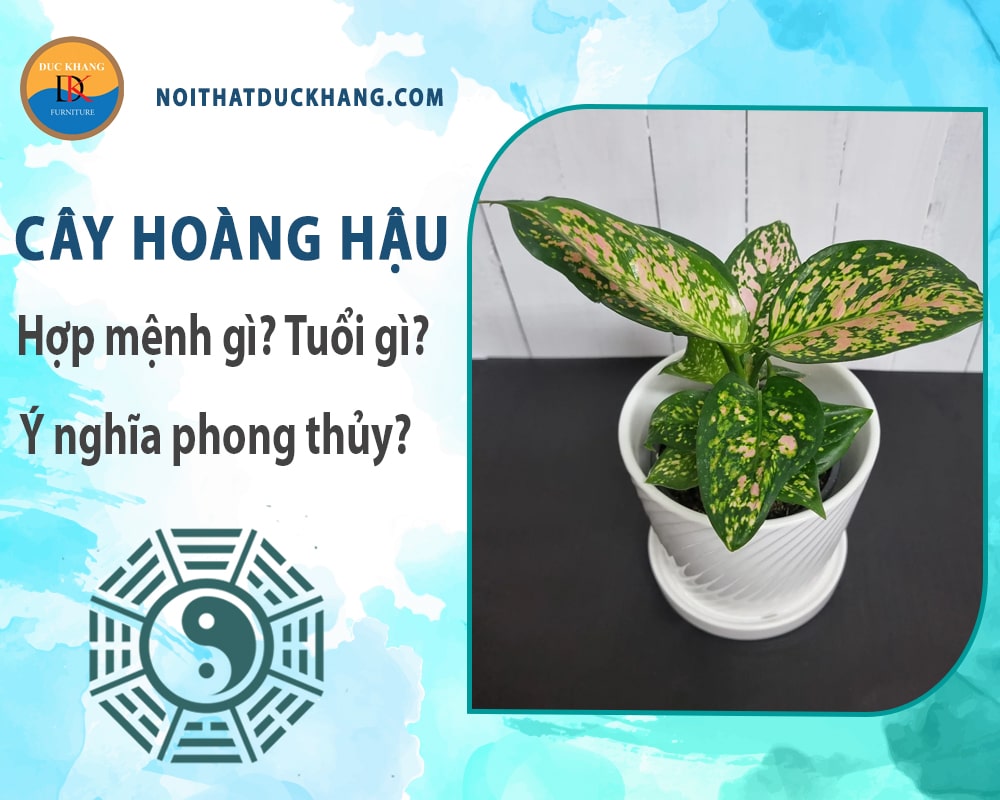 Cây hoàng hậu hợp mệnh gì? Tuổi gì? Ý nghĩa phong thủy?