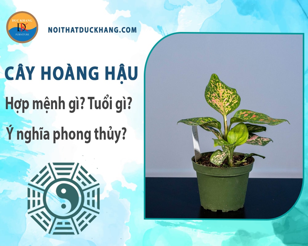 Cây hoàng hậu hợp mệnh gì? Tuổi gì? Ý nghĩa phong thủy?