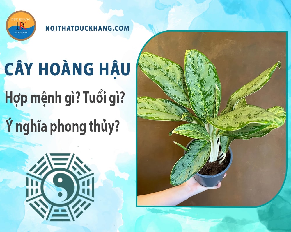 Cây hoàng hậu hợp mệnh gì? Tuổi gì? Ý nghĩa phong thủy?