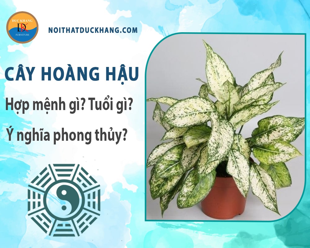 Cây hoàng hậu hợp mệnh gì? Tuổi gì? Ý nghĩa phong thủy?