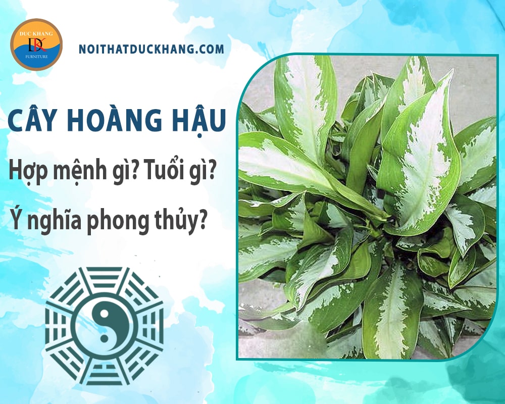 Cây hoàng hậu hợp mệnh gì? Tuổi gì? Ý nghĩa phong thủy?