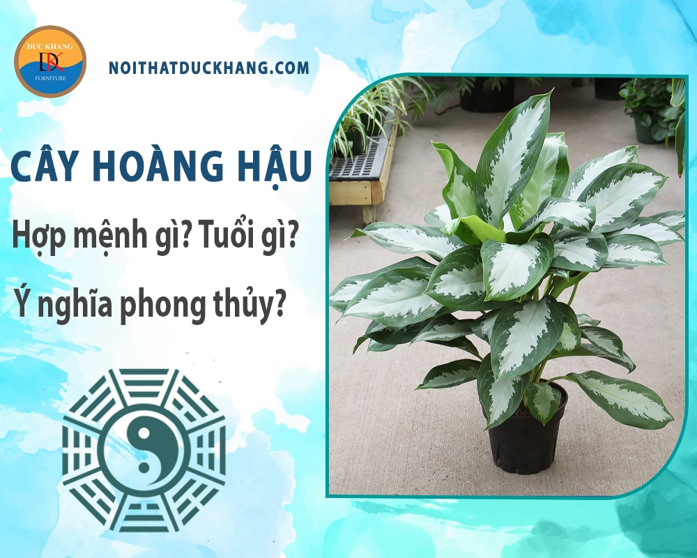 Cây hoàng hậu hợp mệnh gì? Tuổi gì? Ý nghĩa phong thủy?