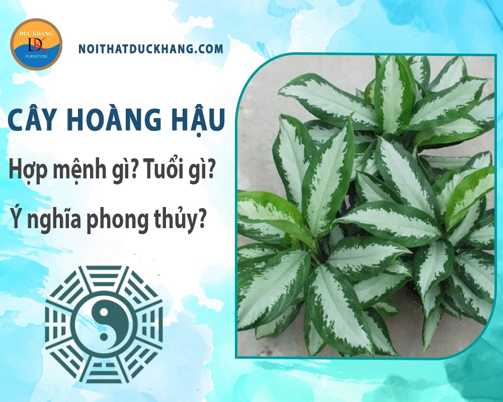 Cây hoàng hậu hợp mệnh gì? Tuổi gì? Ý nghĩa phong thủy?