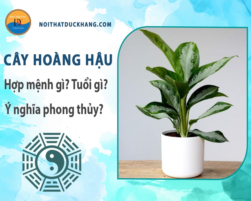 Cây hoàng hậu hợp mệnh gì? Tuổi gì? Ý nghĩa phong thủy?